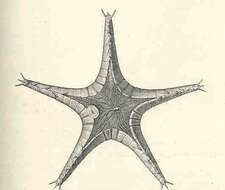 Image of Porcellanasteridae Sladen 1883