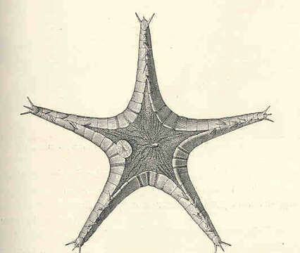 Image of Porcellanasteridae Sladen 1883
