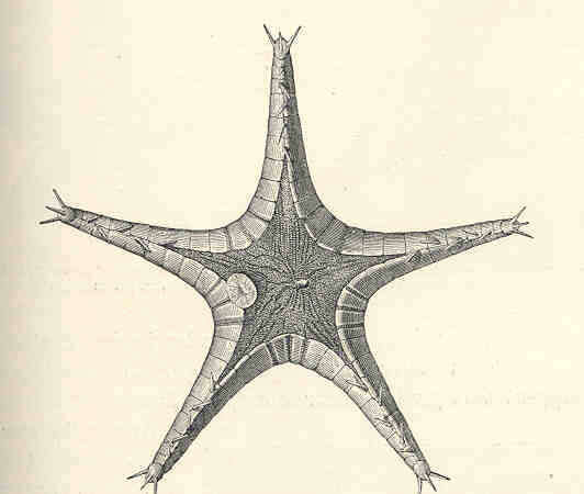 Imagem de Styracaster Sladen 1883