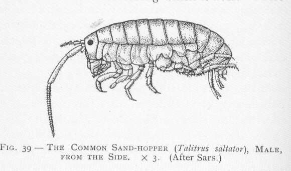 Image de Talitrus Latreille 1802