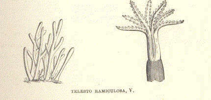 Image of Clavulariidae Hickson 1894