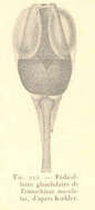 Image of Trigonocidaridae Mortensen 1903