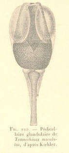 Image of Trigonocidaridae Mortensen 1903