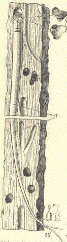 Image de Teredinidae Rafinesque 1815
