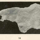 Image of Tetilla laminaris George & Wilson 1919