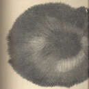 Image of Craniella longipilis (Topsent 1904)