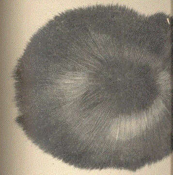 Image of Craniella Schmidt 1870