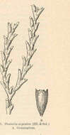 Imagem de Sertularia Linnaeus 1758