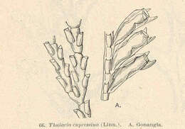 Plancia ëd Sertularioidea Lamouroux 1812