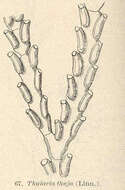 Plancia ëd Sertularioidea Lamouroux 1812