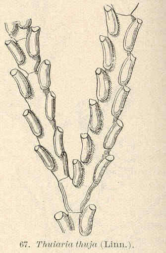 Image of Sertularioidea Lamouroux 1812