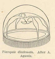 Image of Tiaropsidae Boero, Bouillon & Danovaro 1987