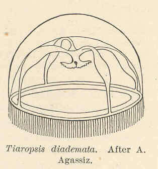 Imagem de Tiaropsidae Boero, Bouillon & Danovaro 1987