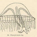 Image of Tima formosa L. Agassiz 1862
