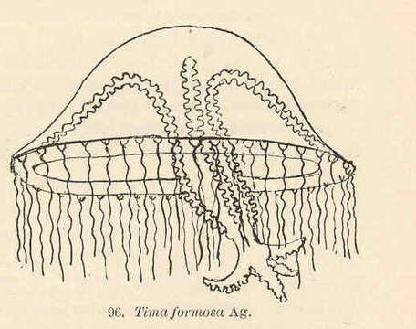 Слика од Eirenidae Haeckel 1879