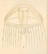 Слика од Eirenidae Haeckel 1879