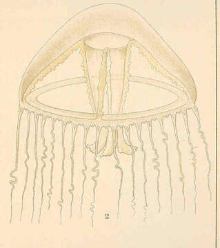 Imagem de Eirenidae Haeckel 1879