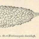 Sivun Tintinnopsis davidoffi Daday 1887 kuva