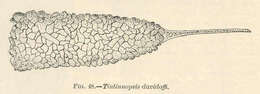 Image de Tintinnopsis Stein 1867