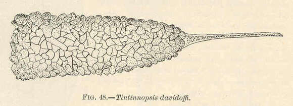 Tintinnopsis Stein 1867的圖片