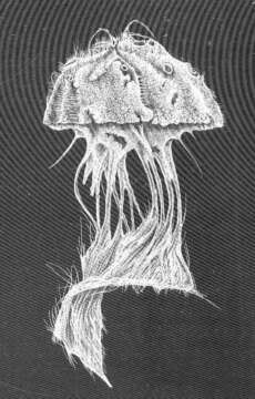 Image of Theneidae Gray 1872