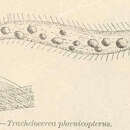 Image of <i>Trachelocerca phoenicopterus</i>