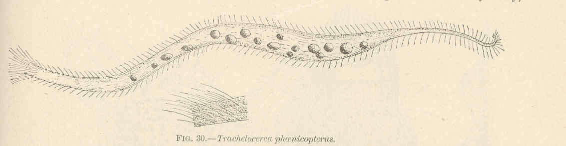 Image de Trachelocerca Ehrenberg 1830