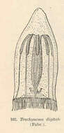 Слика од Trachymedusae Haeckel 1866