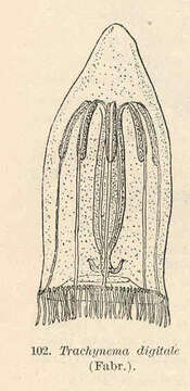 Image of Trachymedusae Haeckel 1866