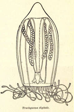 Image of Trachymedusae Haeckel 1866