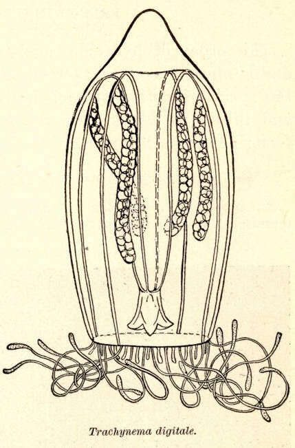 Image of Aglantha Haeckel 1879