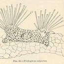 Sivun Trichophrya salparum Entz 1884 kuva