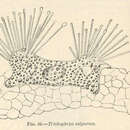 Imagem de Trichophrya salparum Entz 1884