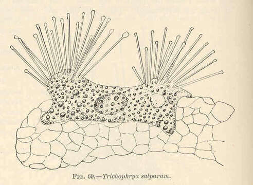 Sivun Trichophryidae kuva