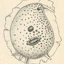 Image de Trichosphaerium sieboldi Schneider 1878