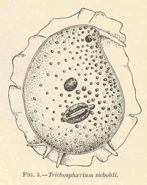 Image of Trichosphaerium Schneider 1878