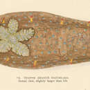 Image of Triopha occidentalis (Fewkes 1889)