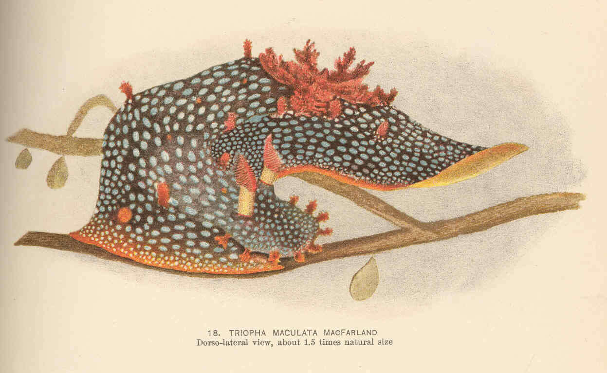 Image of Triopha Bergh 1880