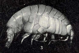 Image of Tryphosidae Lowry & Stoddart 1997