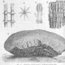 Image of Organ Pipe Coral