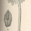 Image of Tubularia couthouyi L. Agassiz 1862