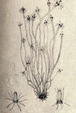 Image of tubularian hydroids