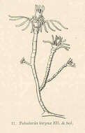 Image of Tubulariidae Goldfuss 1818