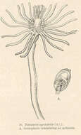 Слика од Tubulariidae Goldfuss 1818