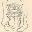 Image of constricted jellyfish