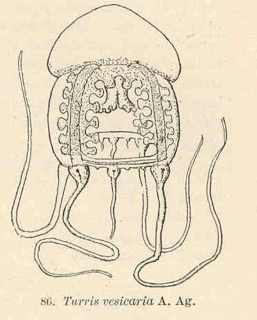 Image of Pandeidae Haeckel 1879