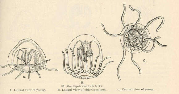 Слика од Oceaniidae Eschscholtz 1829