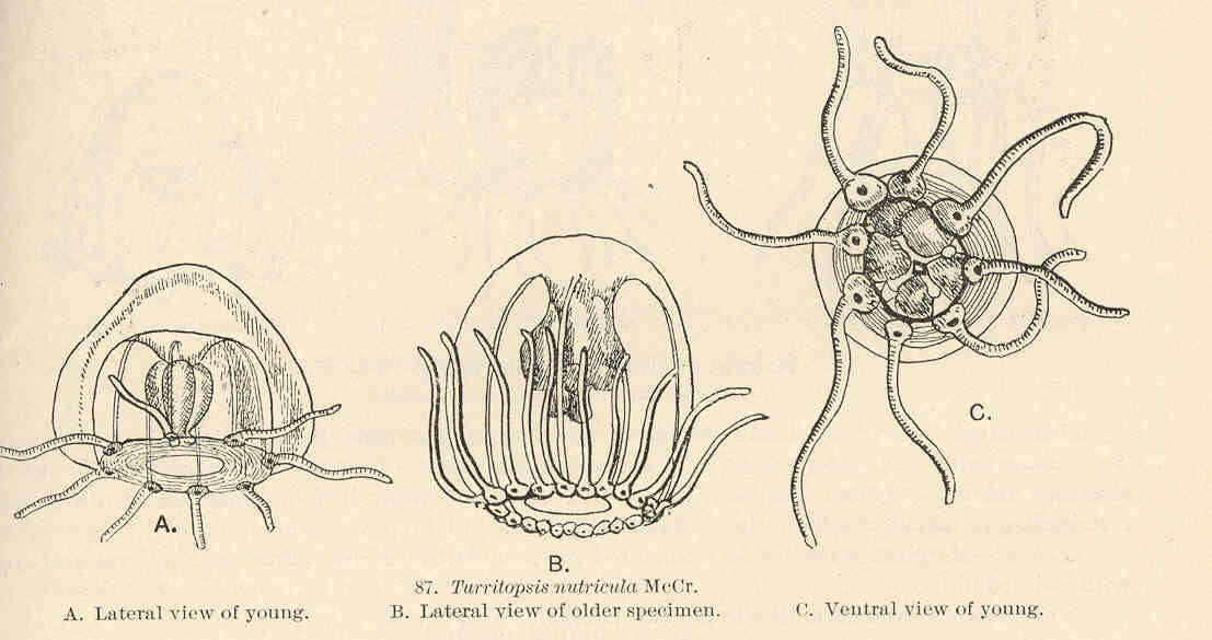 Image of Turritopsis McCrady 1857