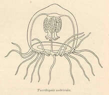 Image of Turritopsis McCrady 1857