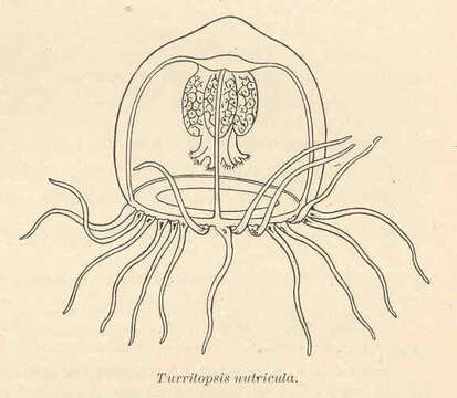 Image of Oceaniidae Eschscholtz 1829